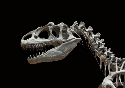 szkielet dinozaura sprzedany na aukcji